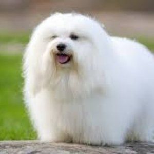 Archie - Coton De Tulear